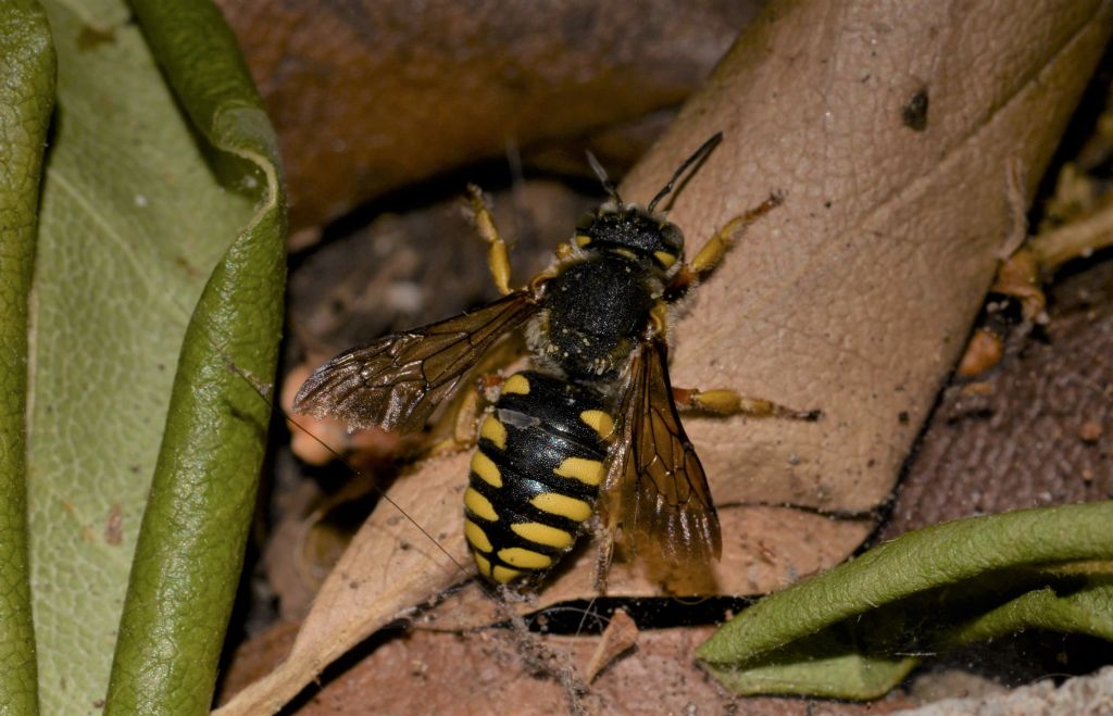 Apidae Megachilinae: Anthidium cfr. florentinum